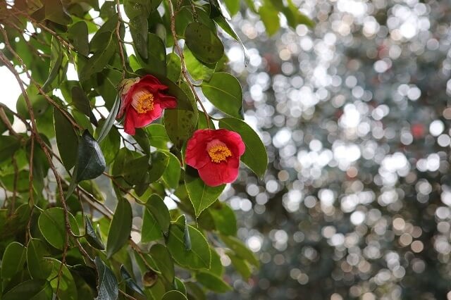 【萩･椿まつり2025】日程や開花状況･駐車場･シャトルバス情報などをご紹介!