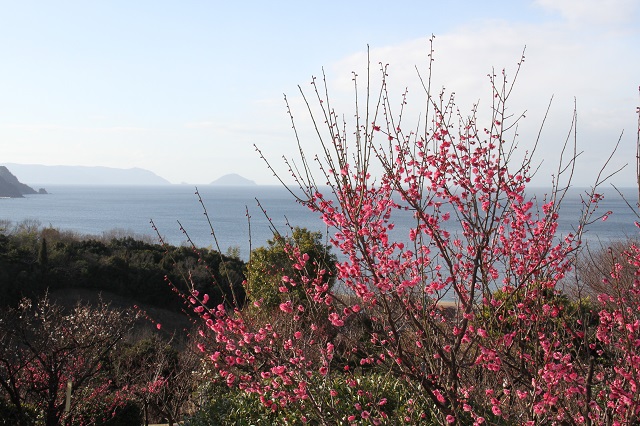 【光市イベント】梅まつり2025・日程や駐車場、見どころを紹介!大人気の梅大福も!!