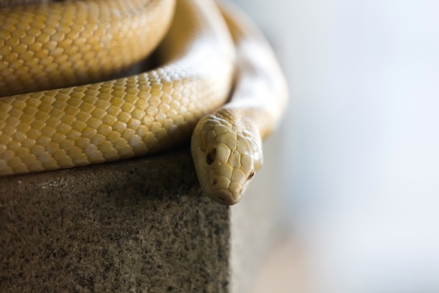 【岩国シロヘビの館】お土産や料金、所要時間は?錦帯橋、白蛇で運気アップ!
