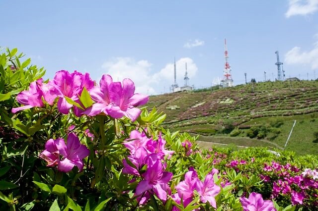 大平山山頂公園【防府市】つつじの名所で心も身体もリフレッシュ