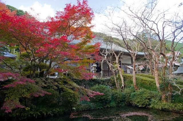大寧寺の紅葉【長門市】ライトアップや見頃はいつ?境内の見どころもご紹介