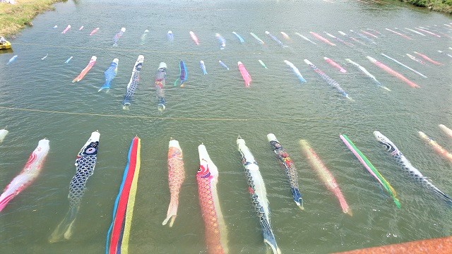 水中鯉のぼり(佐波川こいながし)は絶景!!【山口県防府市】川の中を悠々と・アクセスや駐車場は?
