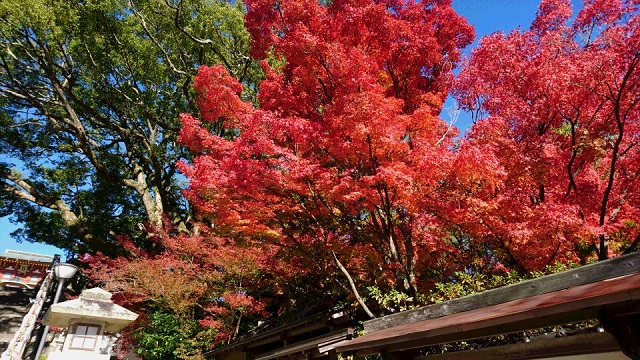 防府市の紅葉スポット3選・毛利氏庭園の紅葉など厳選スポットはこちら!