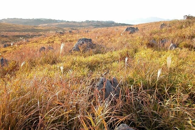 秋吉台カルスト台地・すすきと草紅葉・晩秋の風景を味わって・雲海の時期は
