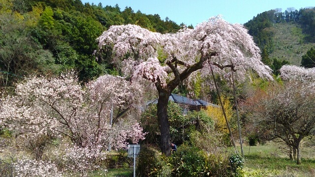 【美祢市】桜の名所5選・お花見スポットやライトアップ情報を紹介