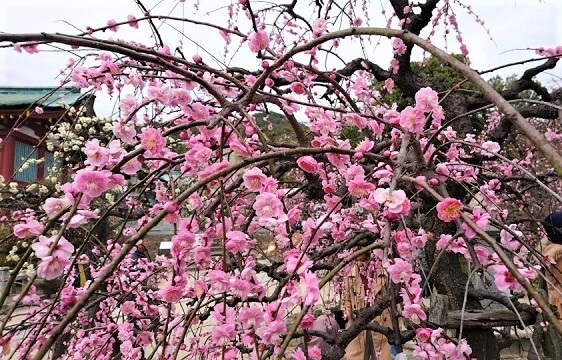 防府天満宮梅まつり2020【感想】満開のしだれ梅・イベントを地元民が解説!!