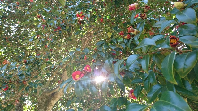 萩・椿まつりに行ってきた!【山口探検】神秘的な椿群生林と海の幸を大満喫!!