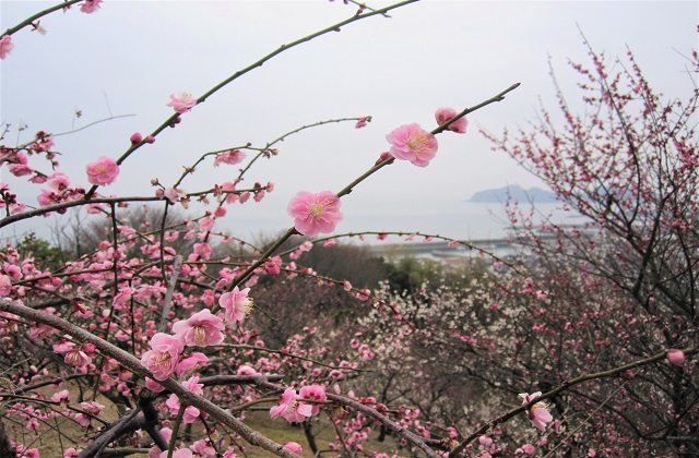 光市梅まつり・冠山総合公園梅の里【探検記】梅の香りと梅大福を満喫!!