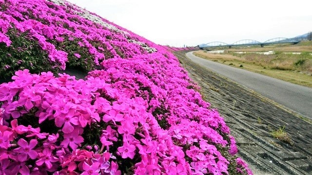防府市のお花見、春の花を楽しめる地元民おすすめの定番名所・穴場スポット5選を紹介!!