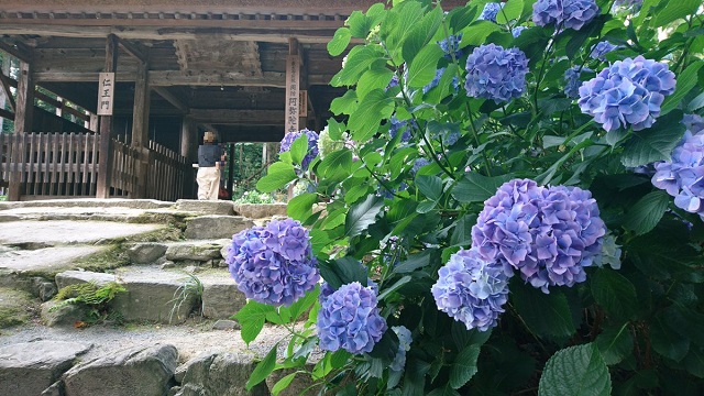 阿弥陀寺【防府】あじさいで有名な古刹の見どころや文化財を紹介!!