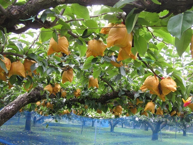 長門峡【山口】梨狩りがおすすめ!!開園時期や品種・受付の情報まで!!