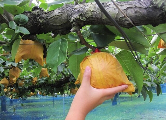 梨狩り2024【山口県】人気!食べ放題!おすすめ梨園まとめ・開園時期や値段、持ち物をチェック