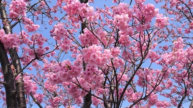 春日神社【防府】ハート桜鑑賞してきました!!ライトアップに特別御朱印も