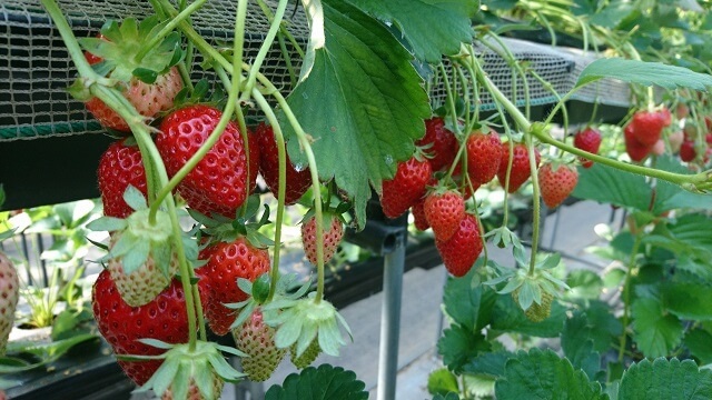 花の海・いちご狩り行ってきました!!広々ハウスで美味しいいちごに大満足