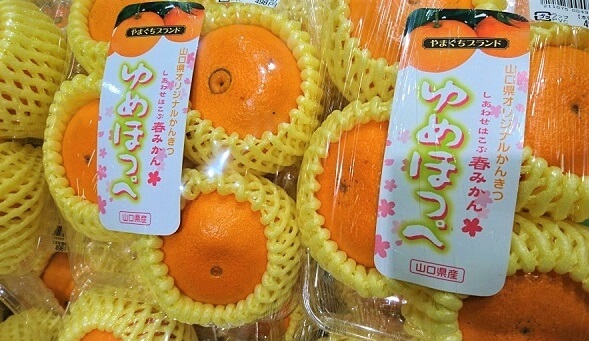 ゆめほっぺ【山口の春みかん】旬の時期や特徴は?ほっぺが落ちそうなほどの甘さが絶品!