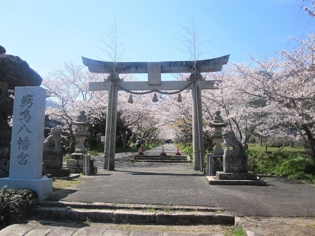 鰐鳴八幡宮(小鯖八幡宮)【山口】桜と彼岸花の名所!!駐車場や御朱印情報も