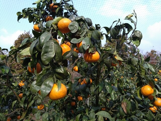 南津海(なつみ)【山口の初夏みかん】旬や特徴、育て方は?さわやかな甘味が夏にぴったり!!