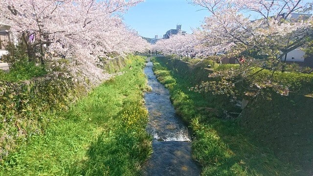 一の坂川【山口市】満開の桜を満喫してきました!!美しい光景と町並みに感動!!