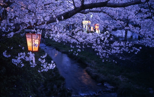 山口県の夜桜ライトアップ名所まとめ2024･幻想的な夜の桜を満喫できる場所を紹介