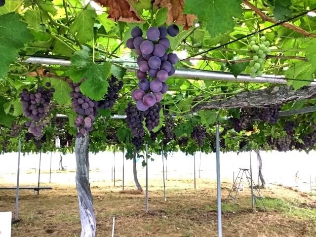 ぶどう狩り【山口県】食べ放題おすすめスポットはある?時期や持ち物もチェック!