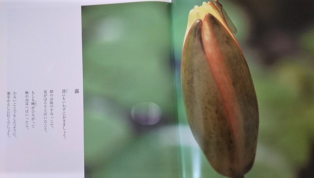 金子みすゞ・弟との心の交流・姉弟を超えた同志としてのつながり