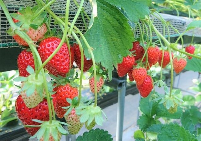 いちご狩り2023【山口県】9選!!品種や値段、時間無制限や予約なしOKスポットも紹介