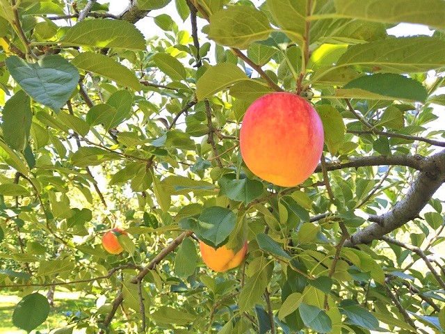 徳佐りんご狩り【林檎の樹らら】に行ってきた!!完熟りんごとアップルパイに舌鼓‼