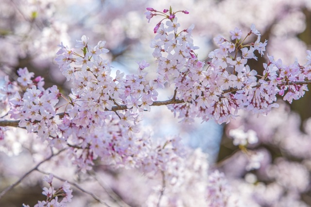 山口県の桜名所2024【15選】見頃はいつ？お花見スポットや開花予想を紹介