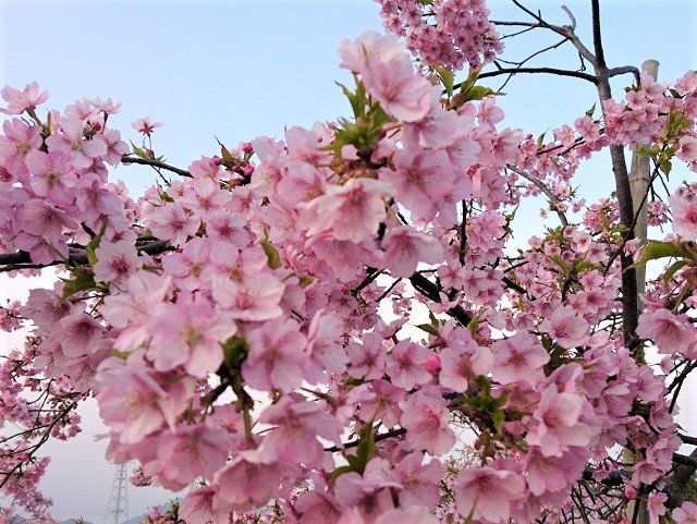 山口県の河津桜や寒桜など早咲きの桜【まとめ】一足早く桜を楽しめるスポットを紹介!!