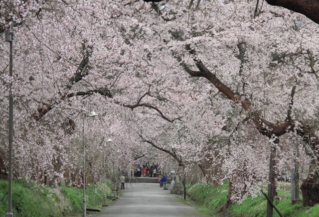 徳佐八幡宮の桜2024【山口市】桜まつりはある?駐車場や御朱印情報を紹介!!