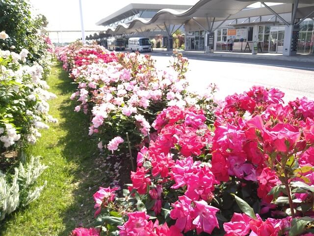 宇部空港のバラ園【山口県のバラ名所】開花状況は?1000株の美しい花が咲き誇るスポット!