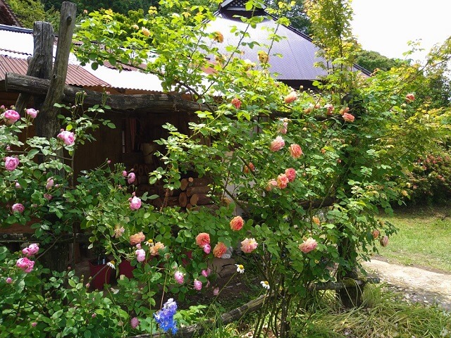 里山ローズ【長門市】2024年の公開期間・アクセスは?のんびり癒されるバラ園の様子を紹介!