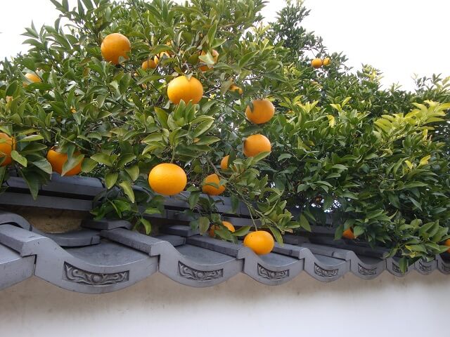 【萩の夏みかん】まつりも行われる名産品・時期や歴史、お土産を調査