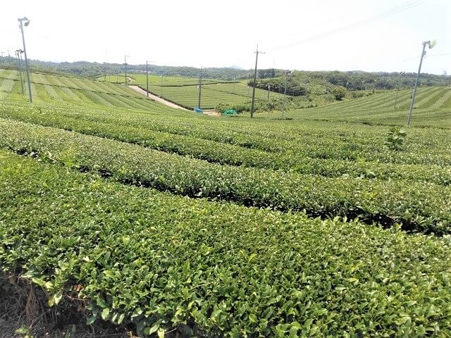 小野茶畑【藤河内茶園】西日本最大級の茶畑が山口県に!!展望台や駐車場、アクセスを紹介