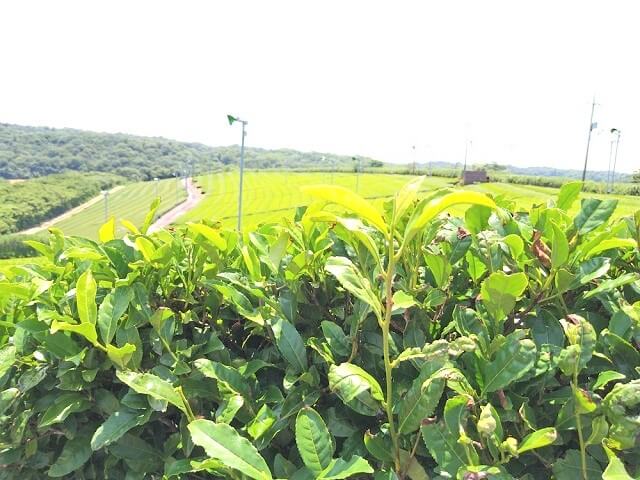 宇部市お茶まつり2024・茶園見学や製茶体験ができる!飲食やワークショップも開催