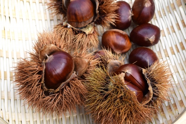 厚保(あつ)くり・直売所や通販はいつから?美祢市が誇る甘くて大きいブランド栗!