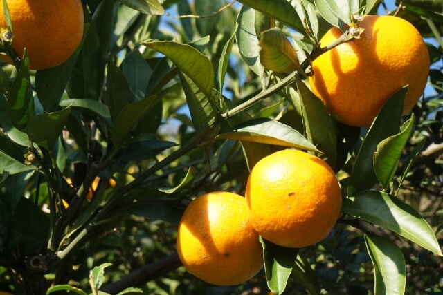 みかん狩り【山口県】周防大島のみかんや人気スポットはどこ?時期や料金、持ち物も紹介