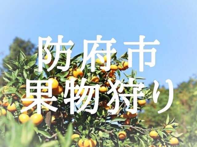 防府市で果物狩り5選!みかん狩りやぶどう狩りができる観光農園を紹介