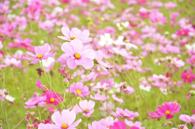 山口県のコスモスの名所4選・花と一緒にアサギマダラが見られるスポットも!