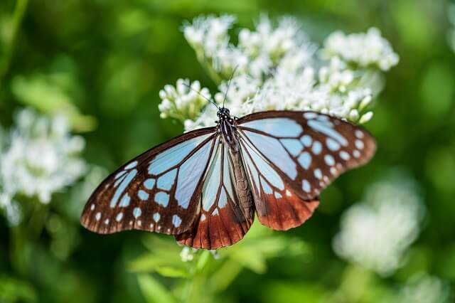 アサギマダラの山口県内の飛来地はどこ?おもなスポットを調べてみました!