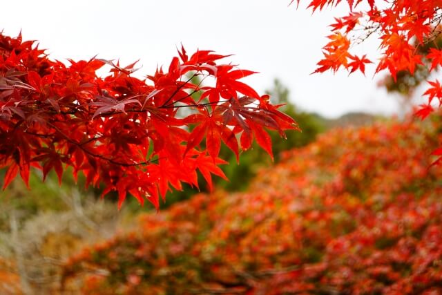 宇部市の紅葉スポット3選・来迎寺や蓮光寺など隠れた紅葉名所をご紹介
