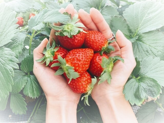 【花の海のいちご狩り2023】予約なしで大丈夫?料金は?一日中遊べる人気スポット!