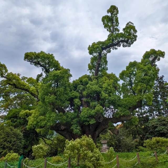 川棚クスの森【下関市】枯れて復活した?国指定天然記念物の現在とは