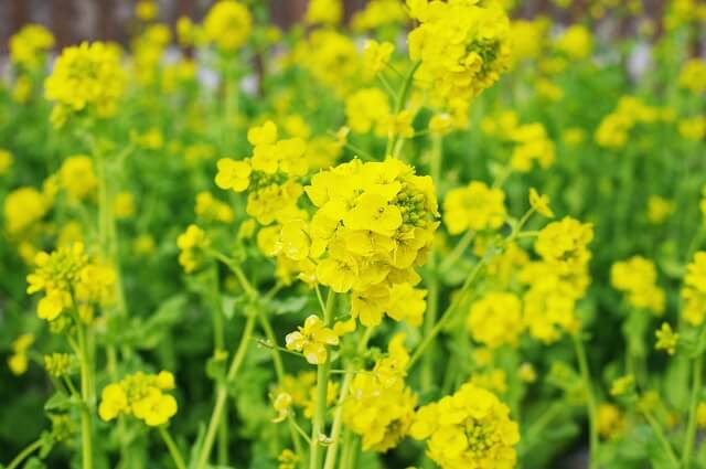 山口県の菜の花の名所6選・桜と一緒に楽しめるスポットも!春の花を楽しんで