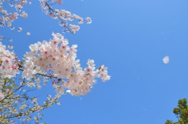 長門市の桜の名所【おすすめ5選】湯本温泉や大寧寺など桜の絶景スポットを紹介