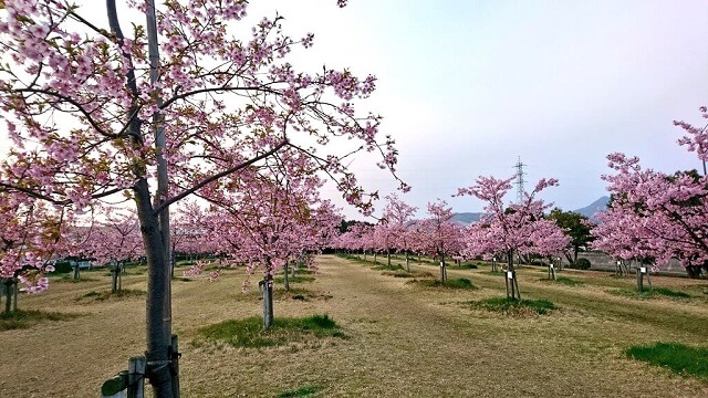 防府市の河津桜の名所!!海が見える「花の園」(新築地緑地)は梅や桜も楽しめる癒しスポット