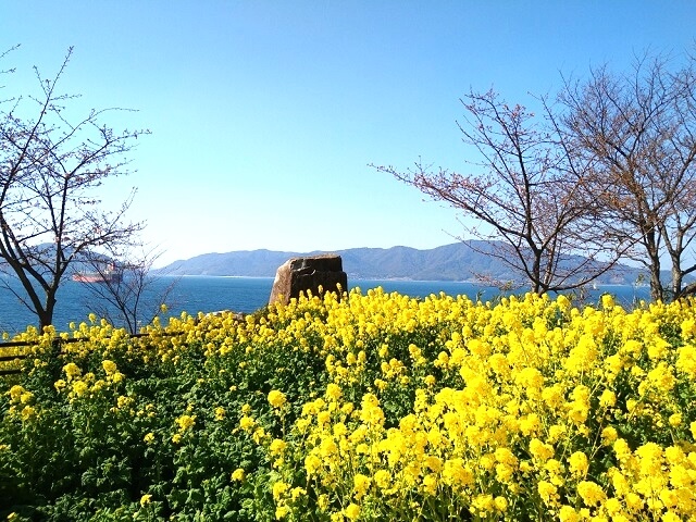 笠戸島の河津桜・菜の花と一緒に楽しめるスポットも!早春のドライブに最適