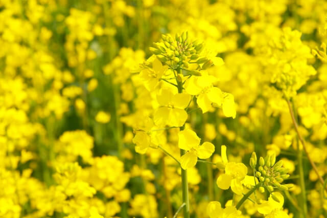 リフレッシュパーク豊浦・菜の花まつり2024開催!!よさこいまつりもイベントデーに同時開催