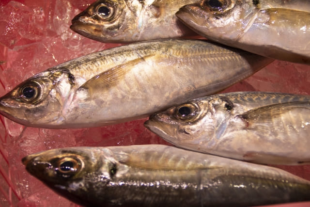瀬付きアジ【山口県】旬や値段は?特徴・おいしさの理由をご紹介!