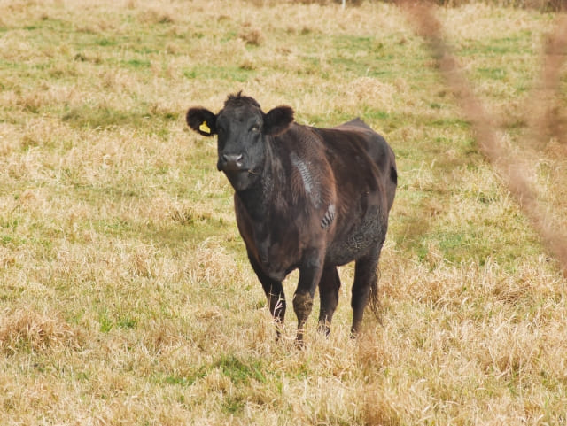 無角和牛肉【山口県特産品】通販・販売店をチェック!ステーキが絶品⁈レストランも調査!!